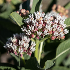 Asclepias hallii