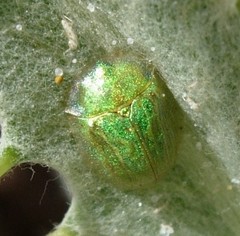 Cassida brevis