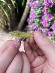 Anolis chlorocyanus