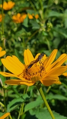 Eremnophila aureonotata