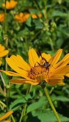 Eremnophila aureonotata