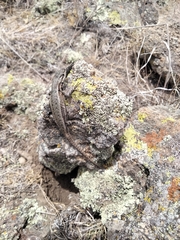 Sceloporus megalepidurus