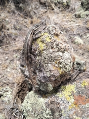Sceloporus megalepidurus
