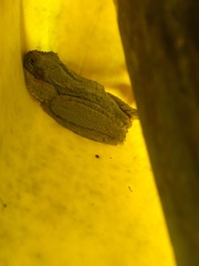 Osteopilus vastus