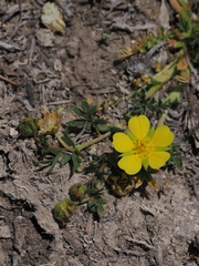Potentilla millefolia
