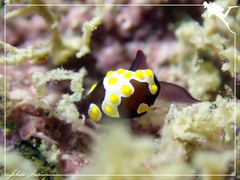 Colpodaspis thompsoni