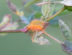 Phragmidium rosae-multiflorae