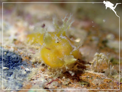 Plocamopherus pecoso