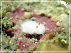 Verconia simplex