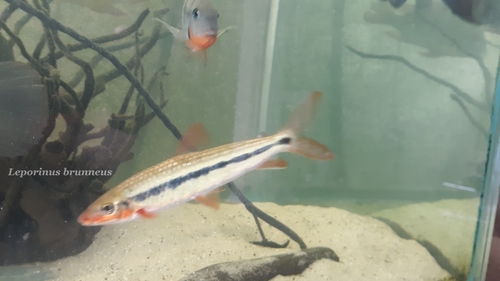 Brown leporinus (Leporinus brunneus) — Anostomidae