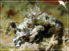 Goniodoris joubini