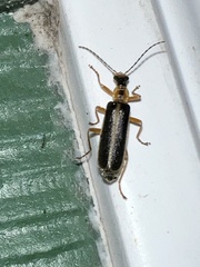 Podabrus brunnicollis