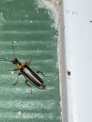 Podabrus brunnicollis