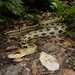 Taiwan Beauty Snake - Photo (c) jamesmifan, some rights reserved (CC BY-NC), uploaded by jamesmifan
