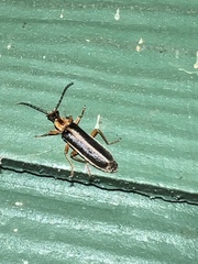 Podabrus brunnicollis