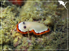 Goniobranchus rubrocornutus