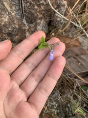 Salvia aequidistans