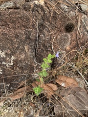Salvia aequidistans