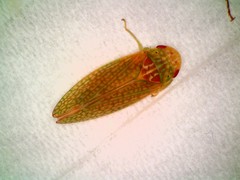 Rugosana ampliata