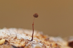 Clastoderma