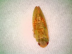 Rugosana ampliata
