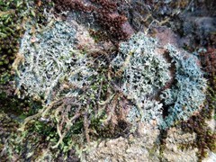 Pertusaria globularis