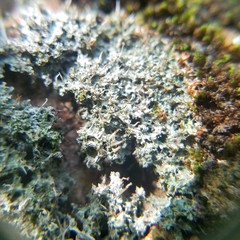 Pertusaria globularis