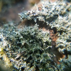 Pertusaria globularis