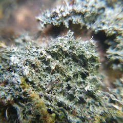 Pertusaria globularis