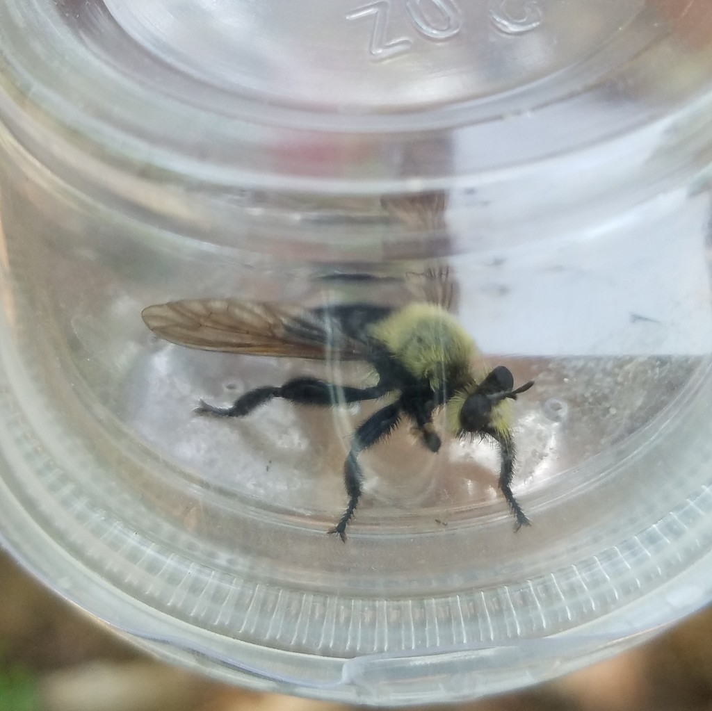 Pinewoods Laphria