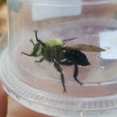 Laphria virginica