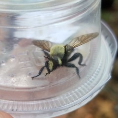 Laphria virginica
