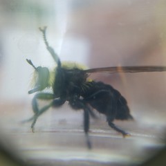 Laphria virginica