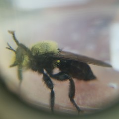 Laphria virginica