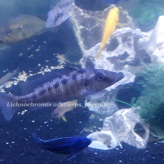 Lichnochromis acuticeps
