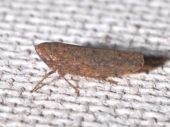 Paraphlepsius carolinus