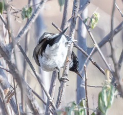 Anthreptes orientalis