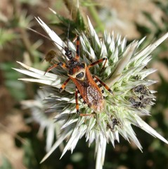Rhynocoris punctiventris
