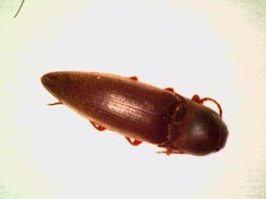 Diplostethus opacicollis