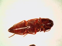 Diplostethus opacicollis
