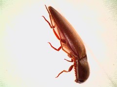 Diplostethus opacicollis