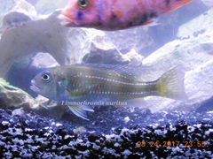 Limnochromis auritus