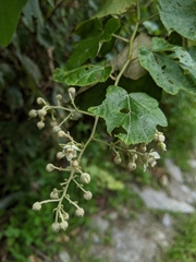 Rubus arachnoideus