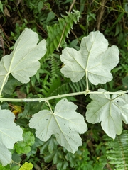 Rubus arachnoideus