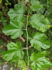 Rubus arachnoideus