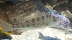 Limnotilapia dardennii