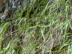 Pogonatherum paniceum