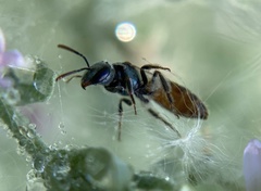 Lasioglossum kunzei