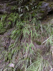 Pogonatherum paniceum