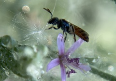 Lasioglossum kunzei